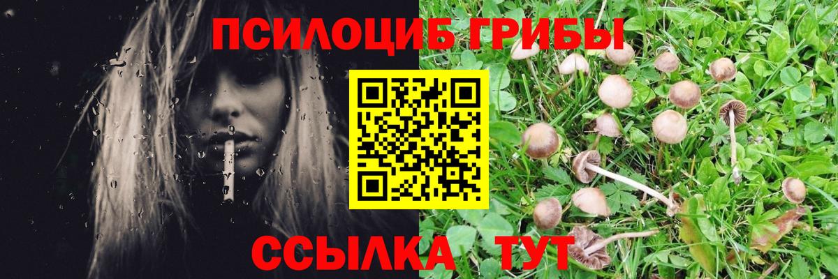хочу наркоту  Галлюциногенные грибы GOLDEN TEACHER  Вход с VPN  Лесной 